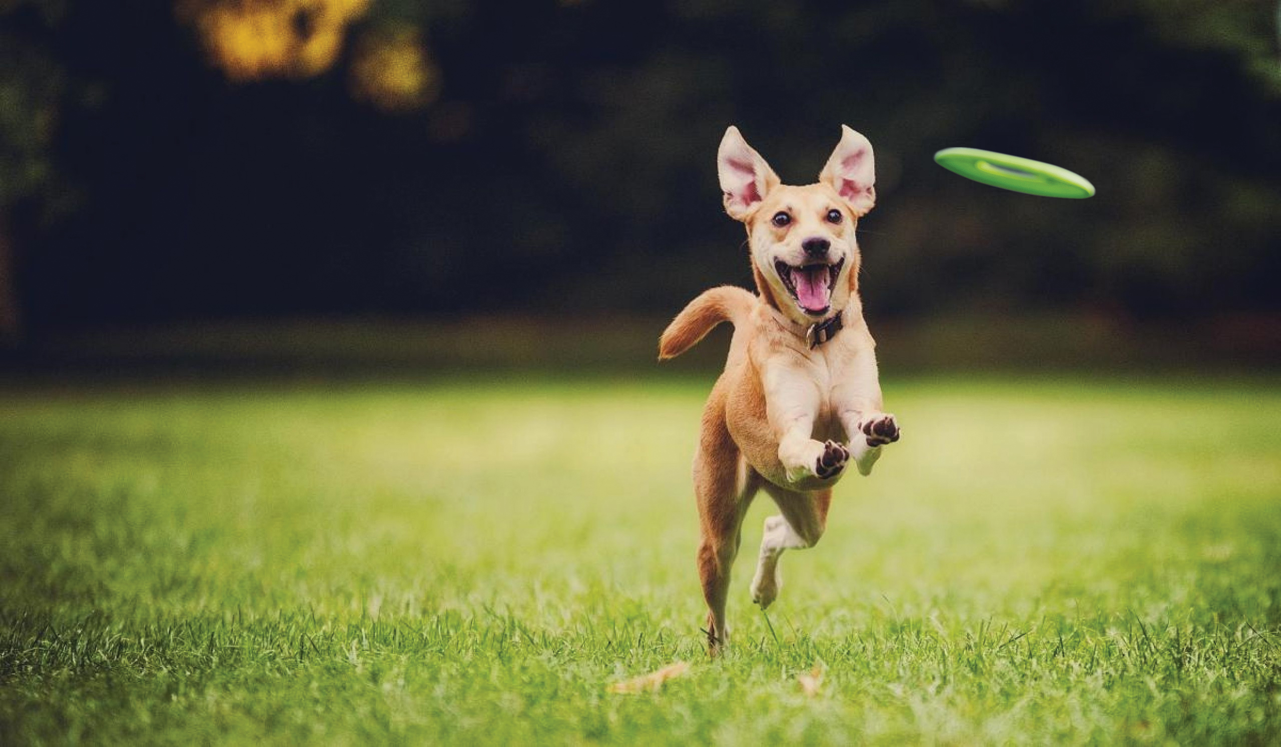 Happy dog chasing a frisbee in a field after using CBD for Pets